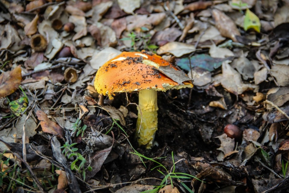 amanita caesarea 1.jpg amanita caesarea 1.jpg
