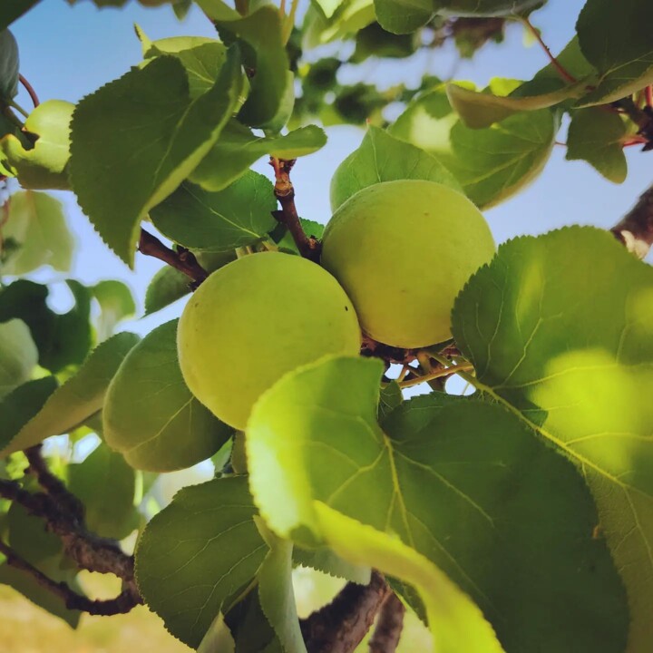 345632737_1296198867637471_8271886292601771085_n.j