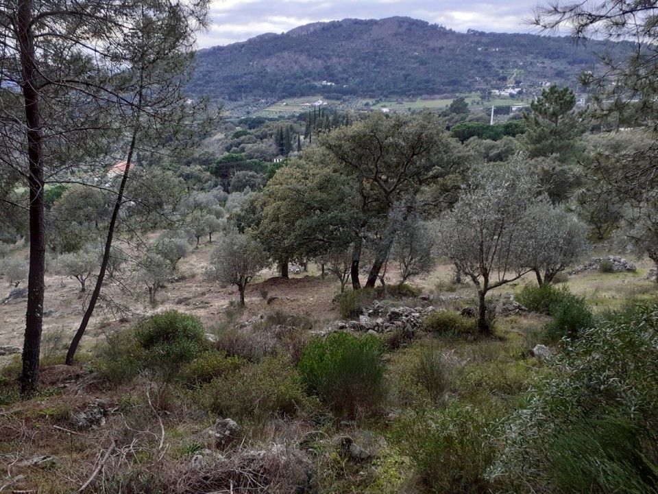 Serra Penha. Foto original. 2021. 01. jpg