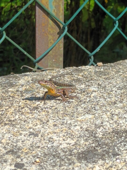 Não me canso disto trail2.jpg