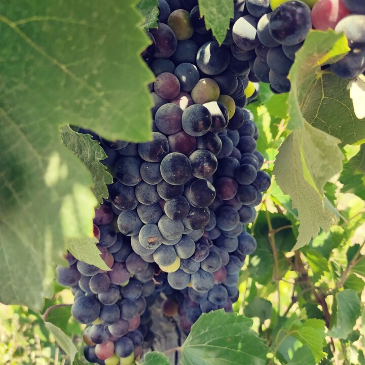 362243309_660530759437671_4935300385268769253_n.jp