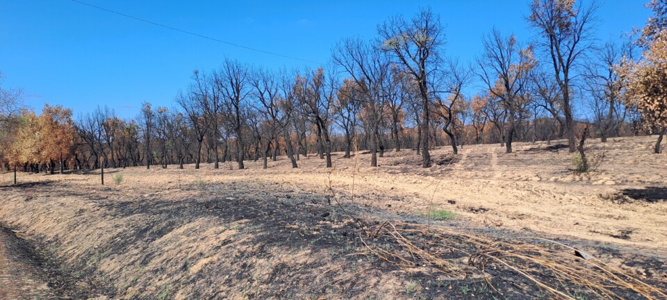 montado queimado.jpg