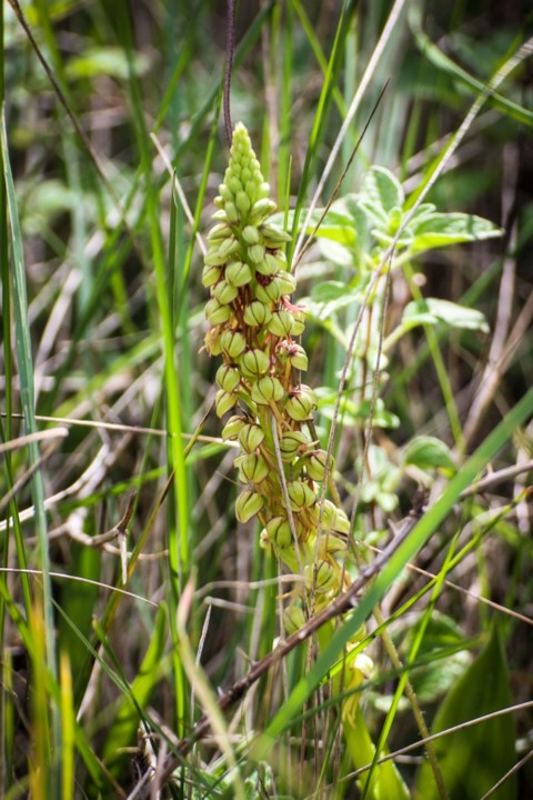 Aceras anthropophorum 3.jpg