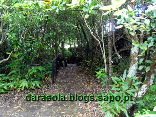 azores_pico_gruta_torres_02.JPG