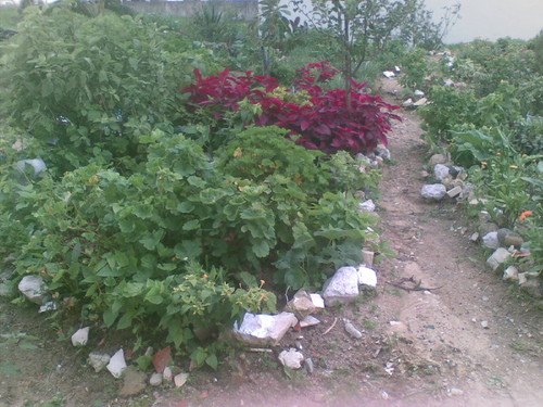 Jardim de Dona Vanda 3. Foto de F.M.C.L. Jardim de Dona Vanda 3. Foto de F.M.C.L.