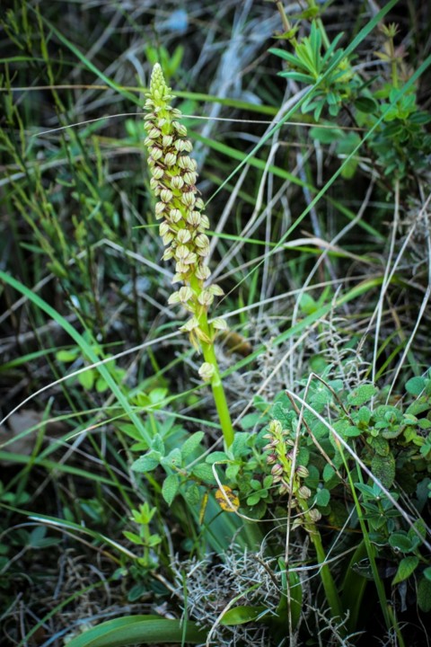 aceras anthropophorum 5.jpg