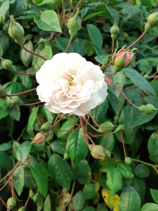 Rosa Branca. Foto original. 2022.04.16.jpg