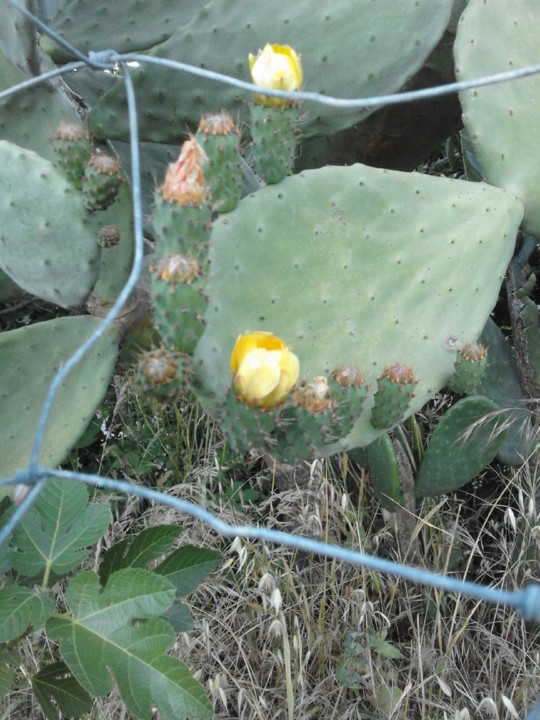 Figueira da Índia. 2019. 05.jpg