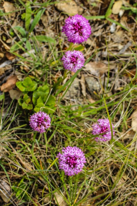 orquidea-piramidal 7.jpg