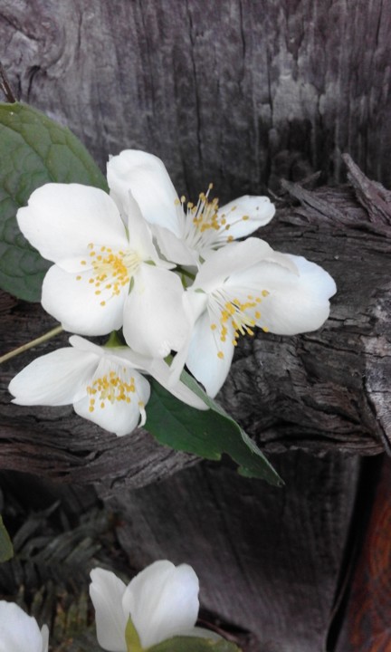 Flor quintal. Planta VI. Foto Original. 2020. 04. jpg