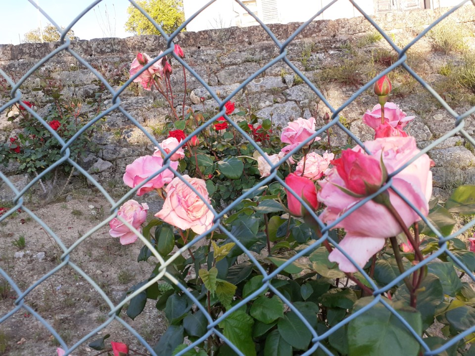 Roseiras na estação meteorológica. Foto original. 2021.05.12.jpg