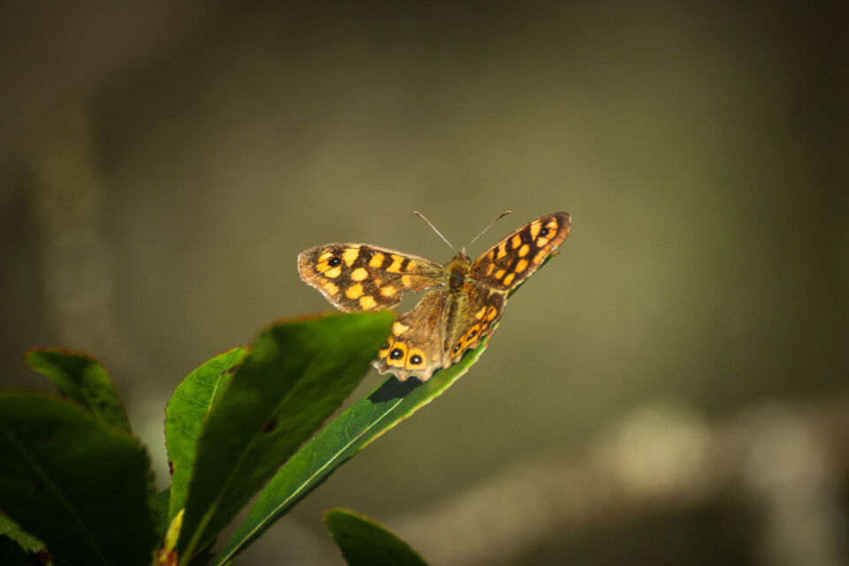 montachique marco 7.jpg