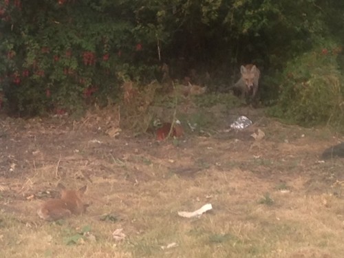 raposas_jardim.JPG