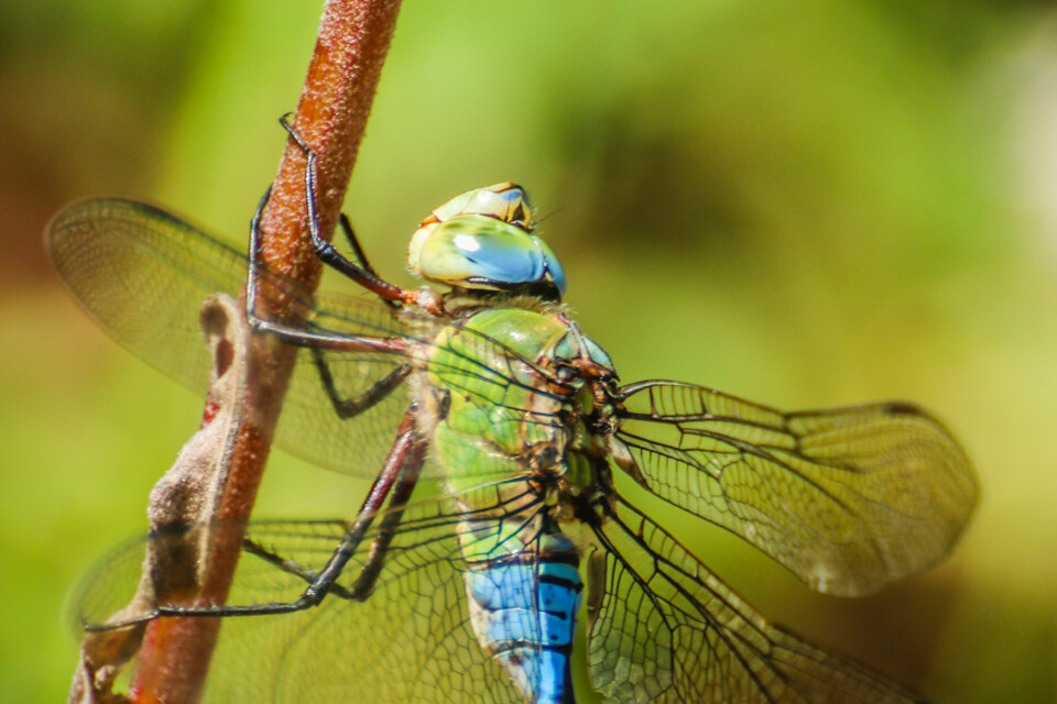 imperador-azul 4.jpg