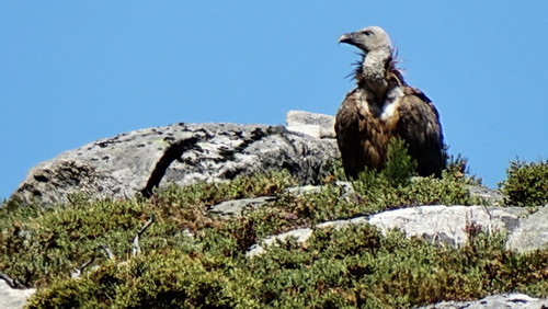 abutre4.jpeg abutre4.jpeg