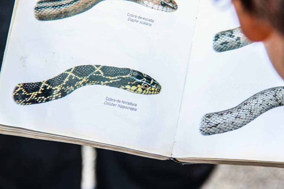 cobra-de-ferradura 2.jpg