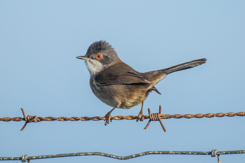 toutinegra-de-cabeca-preta 1.jpg