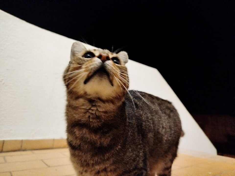 Não me canso disto JOCA.jpg