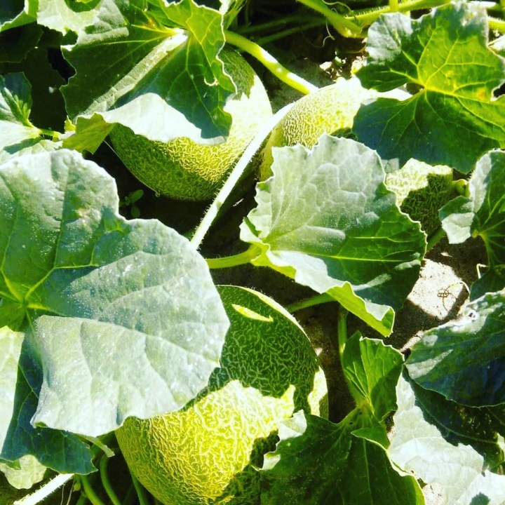 214920651_2069336339872783_5792285545974679299_n.j