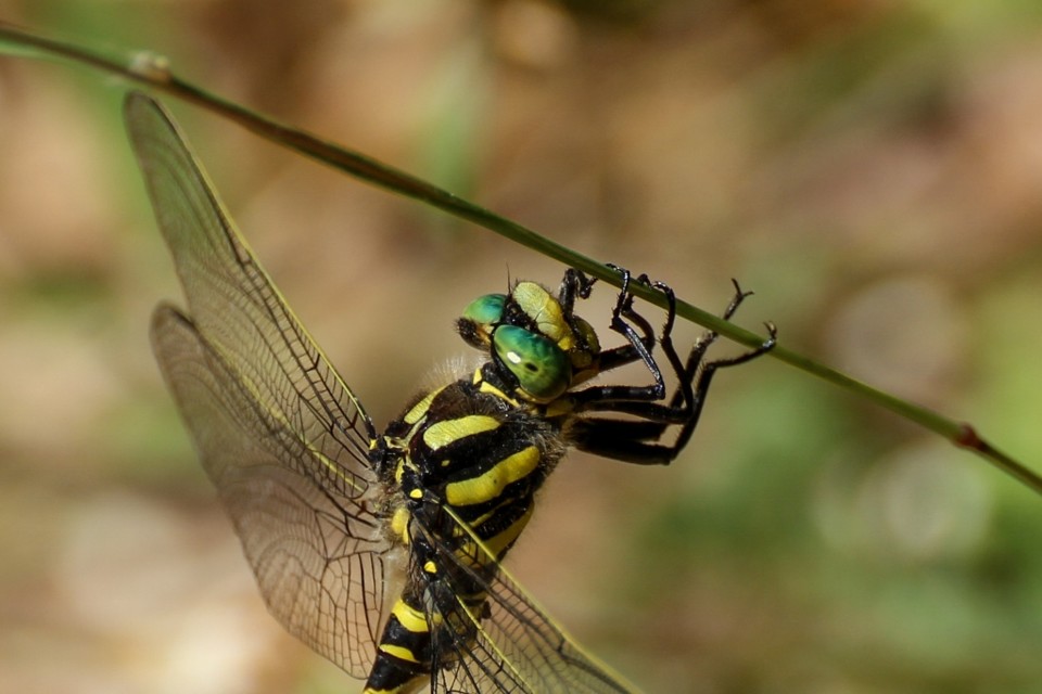 libelula_anelada 2.jpg