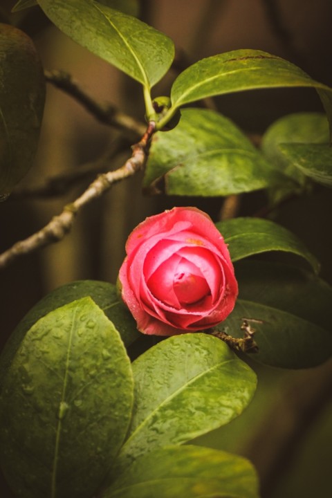 mathotiana 2.jpg mathotiana 2.jpg