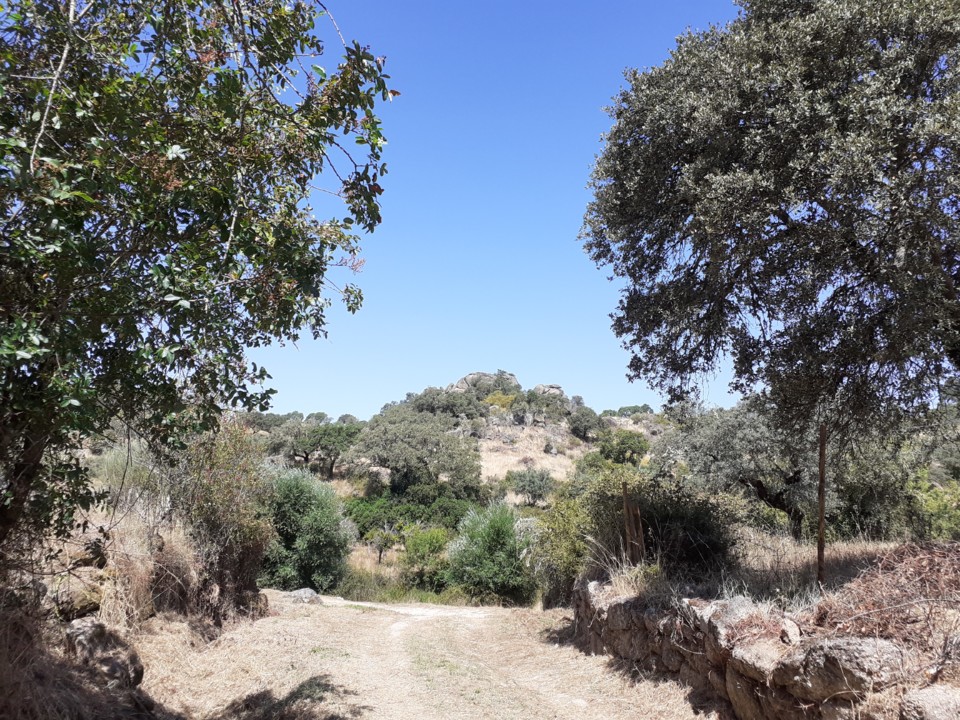 Monte acima da Horta do Porcozunho. Foto Original. 2021.07.08.jpg