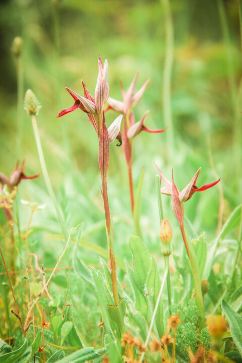 serapias strictiflora 4.jpg