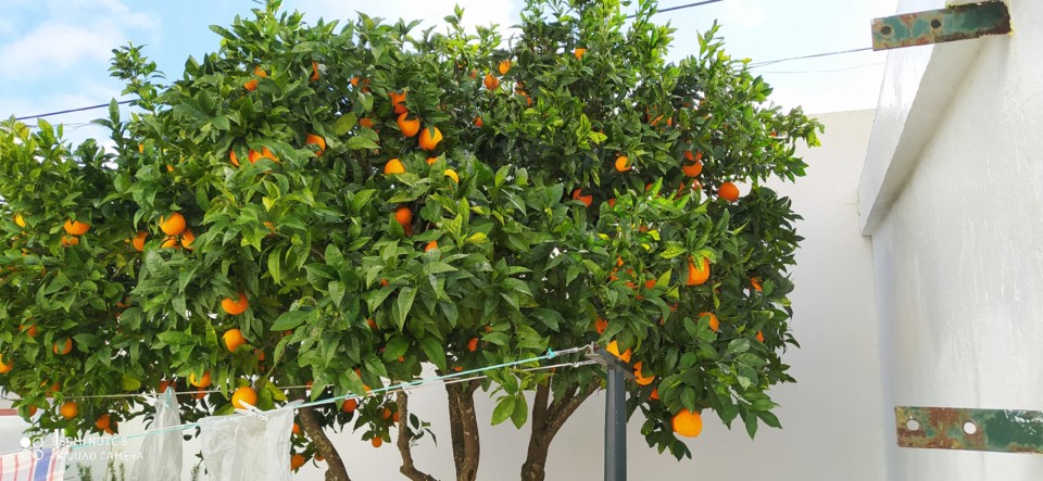 citrinos2.jpg citrinos2.jpg