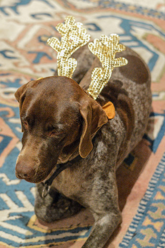 Molly2 (100 de 1).jpg Molly2 (100 de 1).jpg