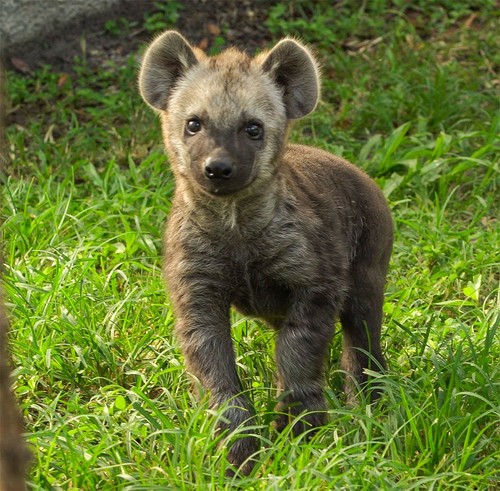 hiena bebe.jpg