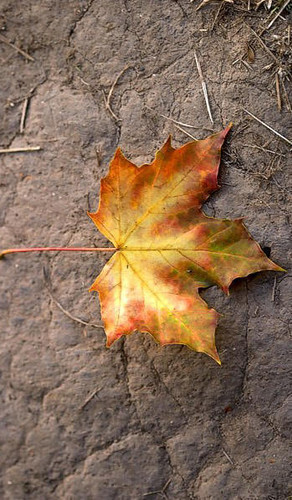 autumn leaf.jpg