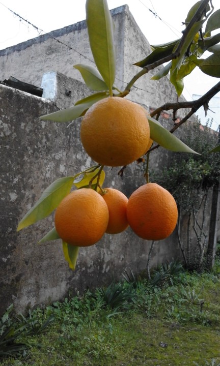 Laranjas. Foto Original. 2020. 01. jpg