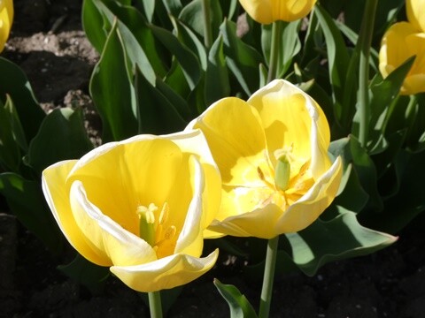 Abril_27 (85).JPG