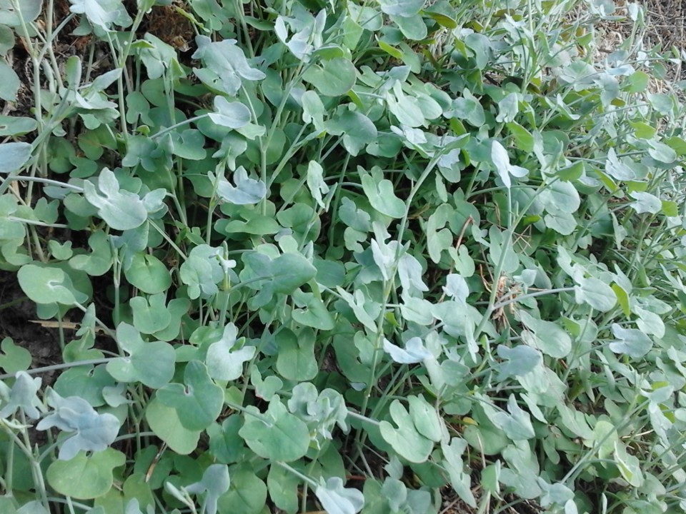 Foto original Boi D'Água 201907.jpg Foto original Boi D'Água 201907.jpg