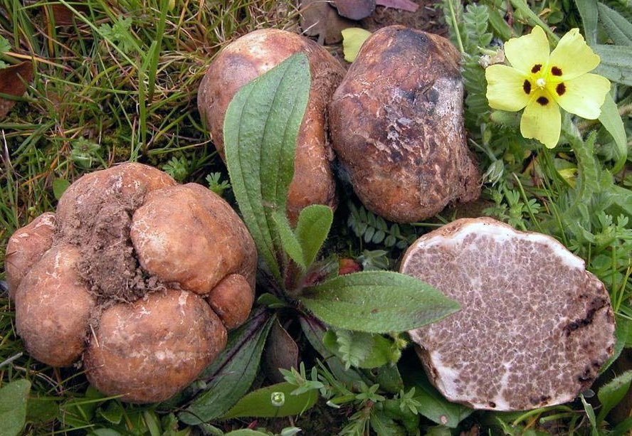 Túberas Arronches Alentejo (2).jpg