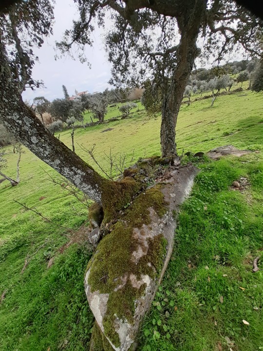 Azinheira e sobreiro. Foto Original. 2021.02.21.jpg