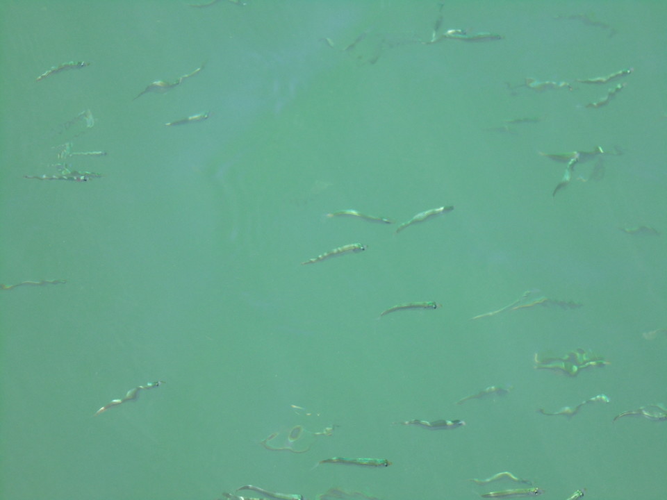 cardume.JPG cardume.JPG