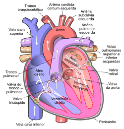 Diagram_of_the_human_heart_(cropped)_pt.svg.png