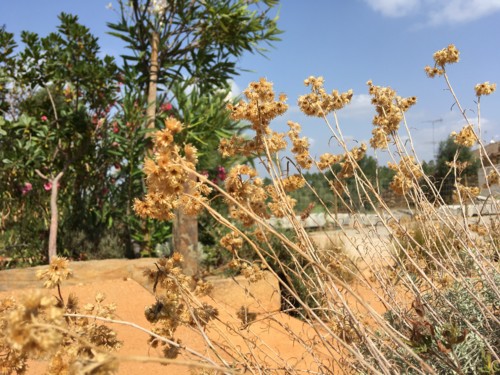 canteiro junto à escadinhas entrada frontal do te canteiro junto à escadinhas entrada frontal do te