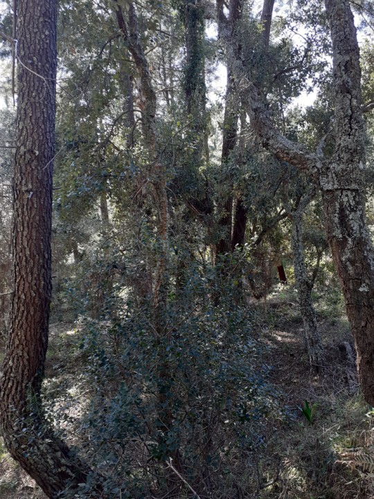 Pinhal Portalegre. Foto Original. 2021.01.10.jpg