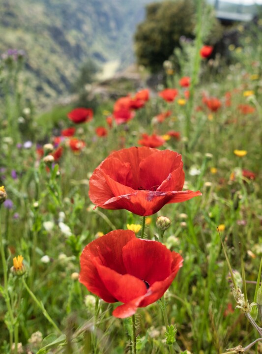 Miranda do Douro papoila.jpg