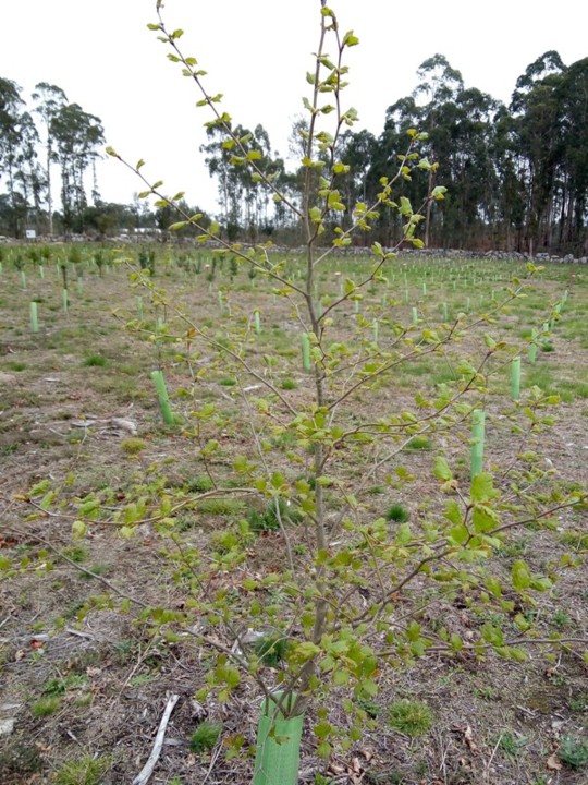 arboreto municipal (2).jpg