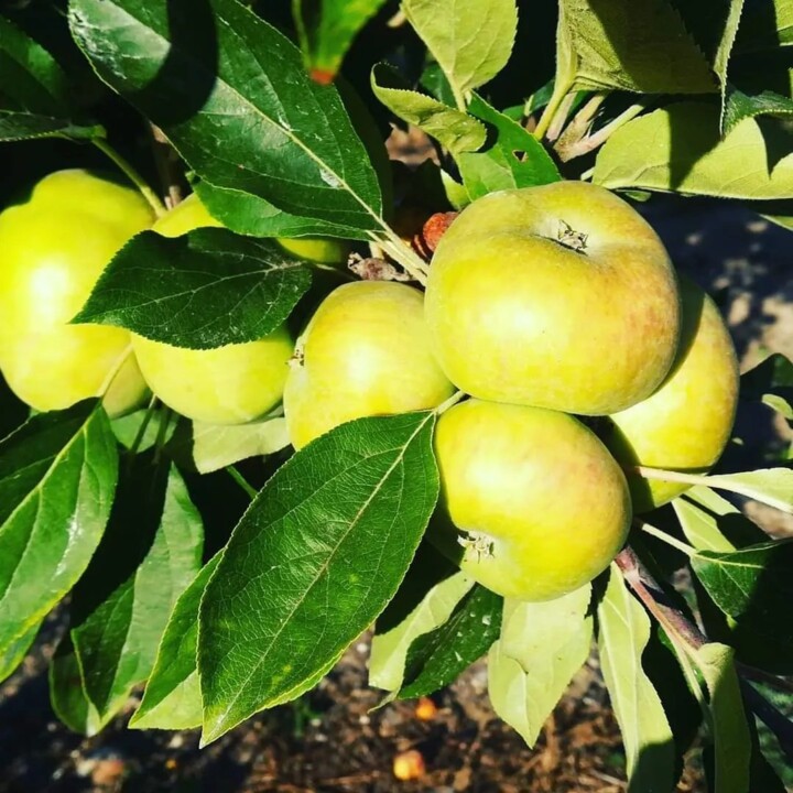 451629445_874404418050303_4965704946777048874_n.jp