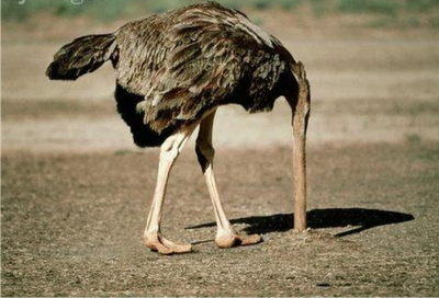 Avestruz.png