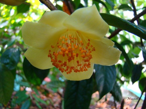 113 - C. Espécie CHRYSANTHA - CAMÉLIAS - Flores de Inverno