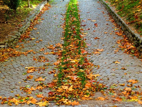 Fotos de Outono !!! 073.jpg
