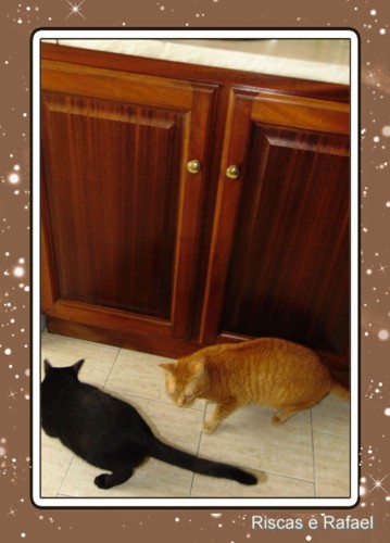 preocupacaofelinos.jpg preocupacaofelinos.jpg