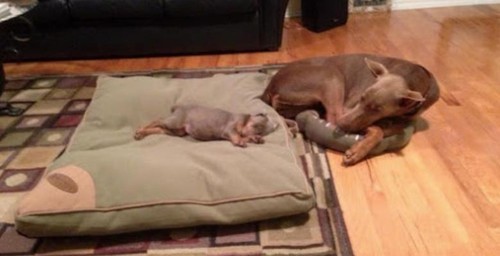 Grandes e pequenos....jpg