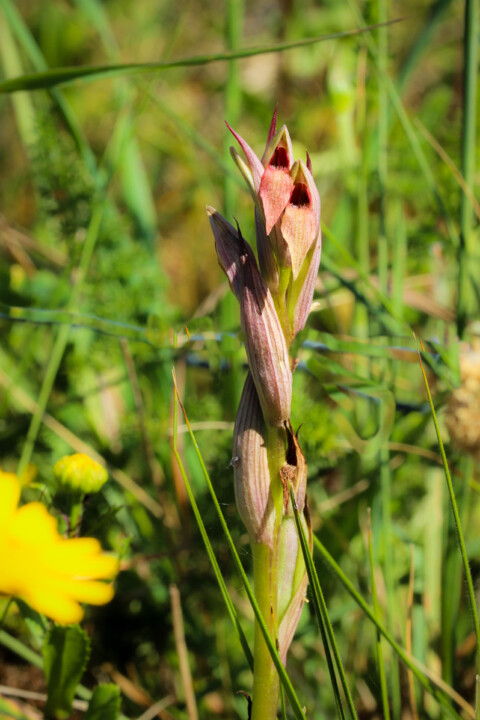 serapias parviflora 8.jpg