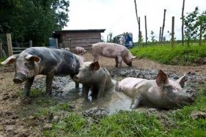 pigs-in-mud.jpg